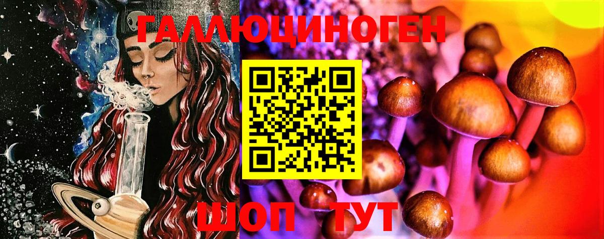 Галлюциногенные грибы Psilocybine cubensis Калининград